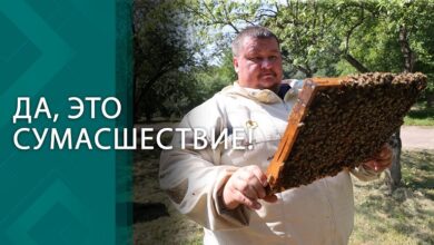 Гладит пчёл и собирает тонны мёда! У этого пасечника даже дом в виде соты!
