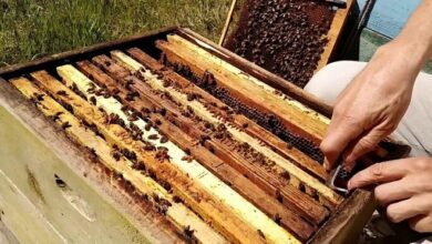 Внимание, пчеловоды! Начинаются работы по химзащите растений