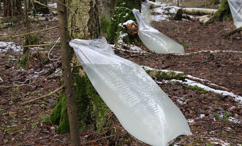 18 и 30 копеек за литр. Стали известны цены на березовый сок в Лунинецком районе