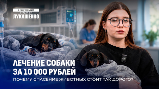 Огромные счета в ветеринарной клинике! Почему так и что делать 