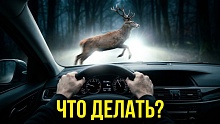 Сотни ДТП с дикими животными в Брестской области