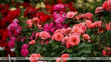 Эскизы пока держат в секрете. Коммунальники Брестчины создадут цветочные композиции к областным "Дажынкам"