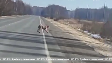 Рыси бегают по дорогам в Лунинецком районе