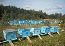 ПЧЕЛОВОДЫ! Начинаются работы по химической защите растений в Лунинецком районе!