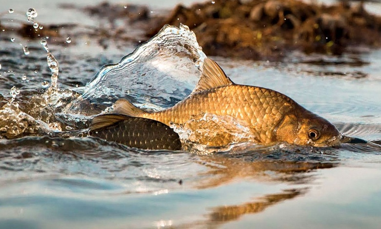 В Беларуси вводится запрет на вылов всех видов рыбы 