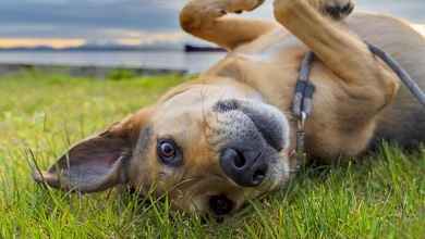 Что нужно знать, прежде чем завести питомца? Правила содержания домашних собак и кошек