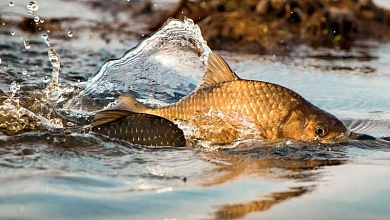 В Беларуси вводится запрет на вылов всех видов рыбы 