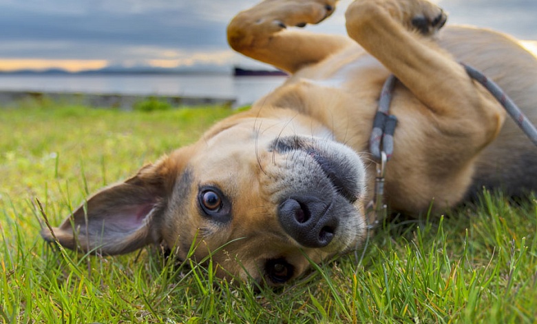 Что нужно знать, прежде чем завести питомца? Правила содержания домашних собак и кошек