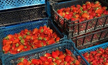 Лунинецкая комаровка работает. Какие цены на клубнику?