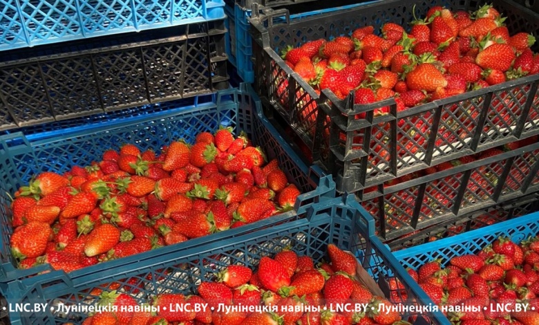 Лунинецкая комаровка работает. Какие цены на клубнику?