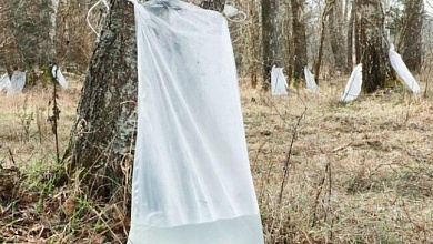 Лесхозы Брестской области начали заготавливать березовый сок