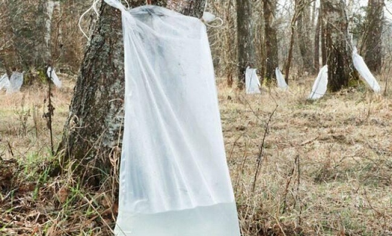 Лесхозы Брестской области начали заготавливать березовый сок