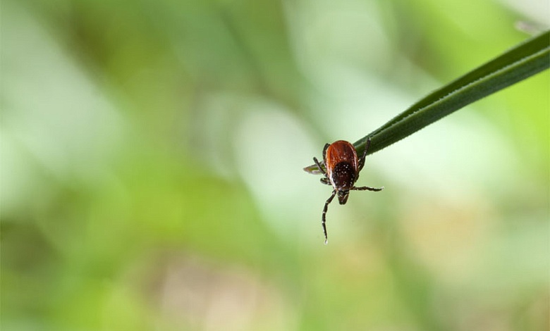 Клещи активизировались в Брестской области