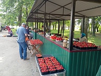Цены на клубнику в Лунинецком районе: начал работу оптовый рынок