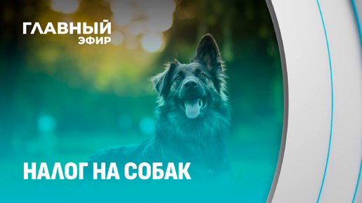 От регистрации до налога: что нужно знать хозяевам собак?