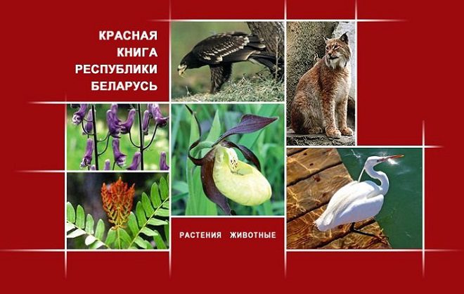 В лесу хотят построить дорогу. Сообщите о краснокнижниках если они вам встречались (Лунинецкий район)