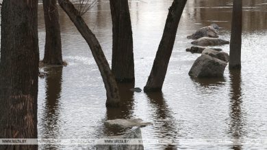 На реках Беларуси отмечается рост уровней воды
