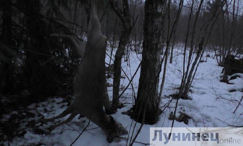 Браконьеры в Лунинецком и Ганцевичском районах (видео)