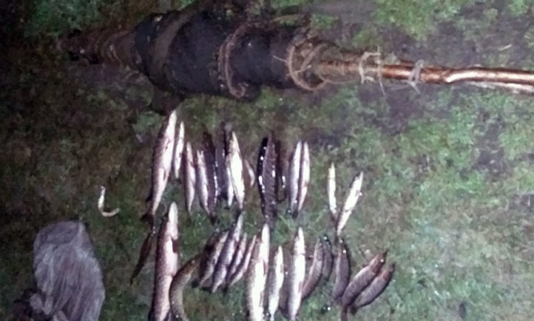 Штраф за незаконную добычу рыбы получили трое жителей Люсино
