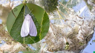 Очаги американской белой бабочки зафиксированы в Бресте и пяти районах области, в том числе и Лунинецком
