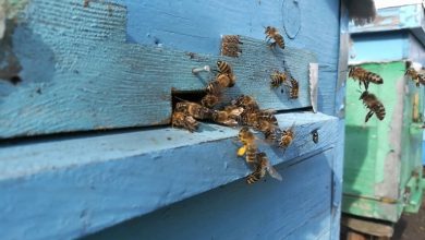 «Пчеловодам на заметку» В Лунинецком районе начинаются работы по химзащите растений