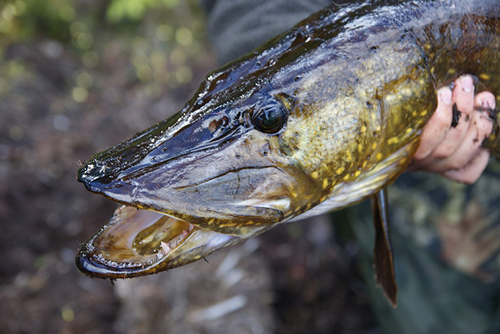 Запрет на лов щуки устанавливается в Беларуси с 1 марта