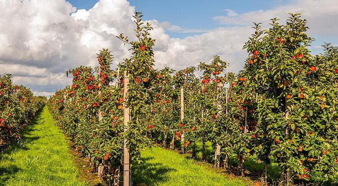 Как фермеры могут получить финансирование на закладку новых яблоневых садов, рассказали специалисты