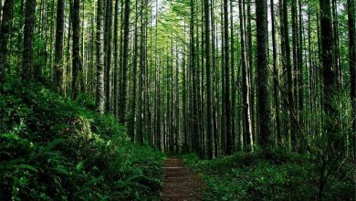 «Сделаем лес чище за 50 дней!»: победитель областного этапа — одно из лесничеств Лунинецкого лесхоза