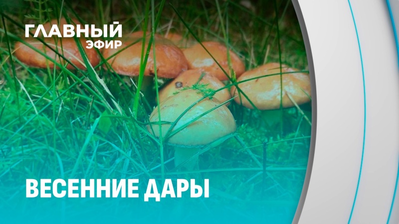 Подарок природы: раньше обычного начался грибной сезон в Беларуси 