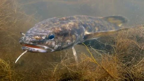 Рыбакам на заметку! В Беларуси вводится запрет на вылов трескообразного вида рыбы