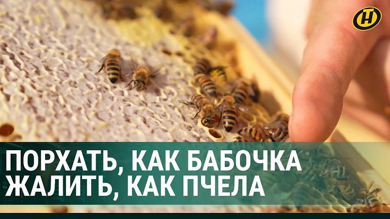 Погибают люди! Откуда ТАКАЯ агрессия у ос и пчел?! МНЕНИЕ УЧЕНЫХ