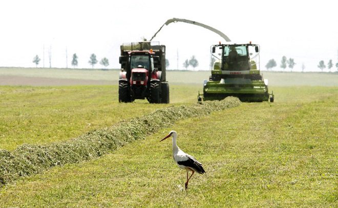 Сельское хозяйство: заготовка кормов в Беларуси, области и Лунинецком районе