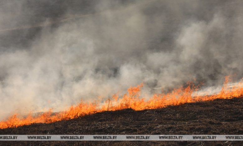 Спасатели Брестской области в среднем 70 раз за день выезжают тушить пожары в экосистемах