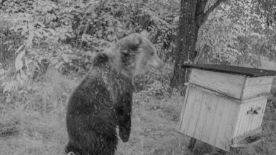 Бурого медведя заметили в нацпарке «Припятский» впервые за более чем 40 лет