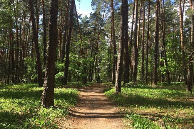 Снято ограничение на посещение леса в Лунинецком районе