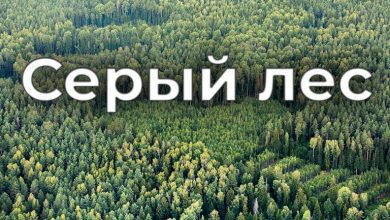 Серый лес. Примеры, причины и последствия бесхозяйственности в лесной отрасли Беларуси (видео)