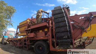 Уборка картофеля продолжается в «Городокском». Видео