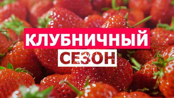 Клубника: за каждой ягодкой скрывается невероятная история, которую обычный покупатель никогда не узнает