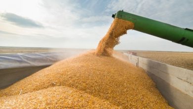 Беларусь не будет экспортировать зерно. Это точно