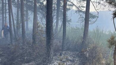 За выходные 14 лесных пожаров произошло в Беларуси