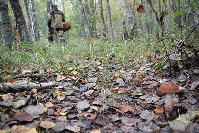 Двое грибников потерялись за сутки в Брестской области