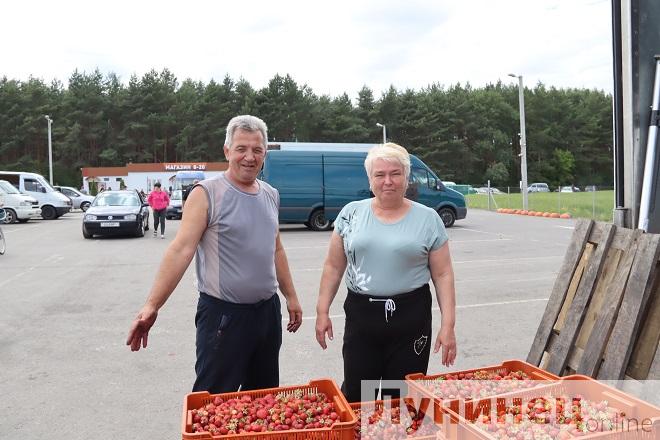 Клубничный рынок: от сырья до отборной ягоды в Лунинецком районе