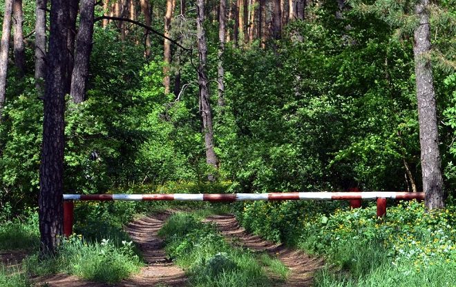 Введено ограничение на посещение лесов в Лунинецком районе