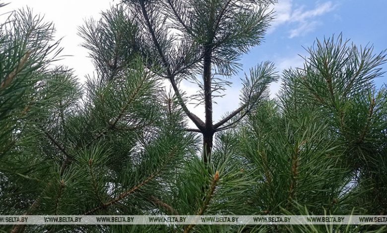 Во всех районах Брестской области ввели ограничение на посещение лесов