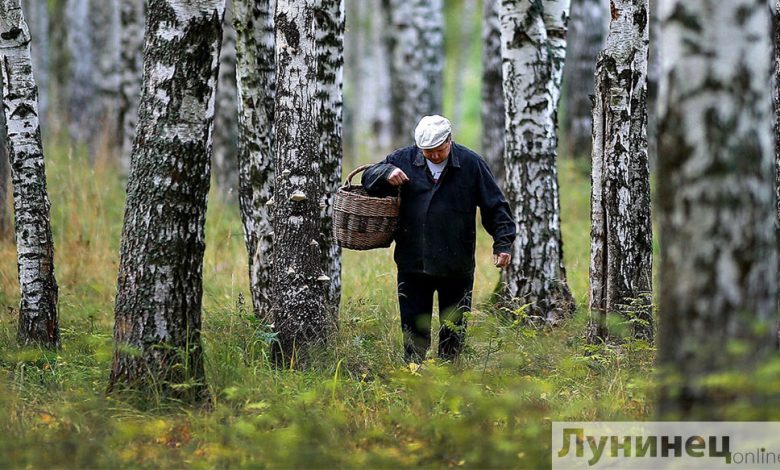 С 19 июля снят запрет на посещение лесов в Лунинецком районе
