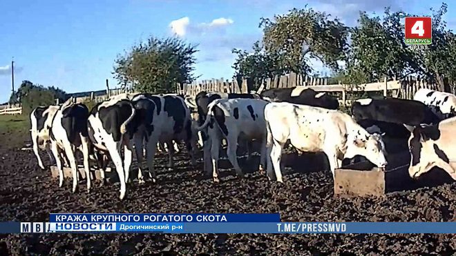 С фермы сельхозпредприятия похитили семь коров (видео)