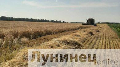 Первыми к уборке зерновых приступили в ЧСУП «Редигерово-Агро» (Лунинецкий район)