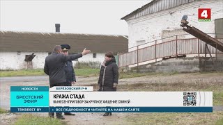 Стадо свиней украли в Брестской области