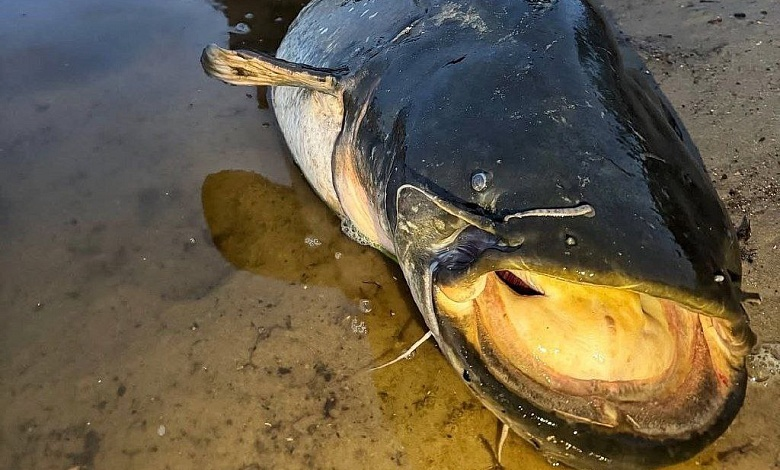 Запрет на лов сома обыкновенного устанавливается в Беларуси