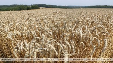 Белорусские аграрии намолотили 2 миллиона тонн зерна